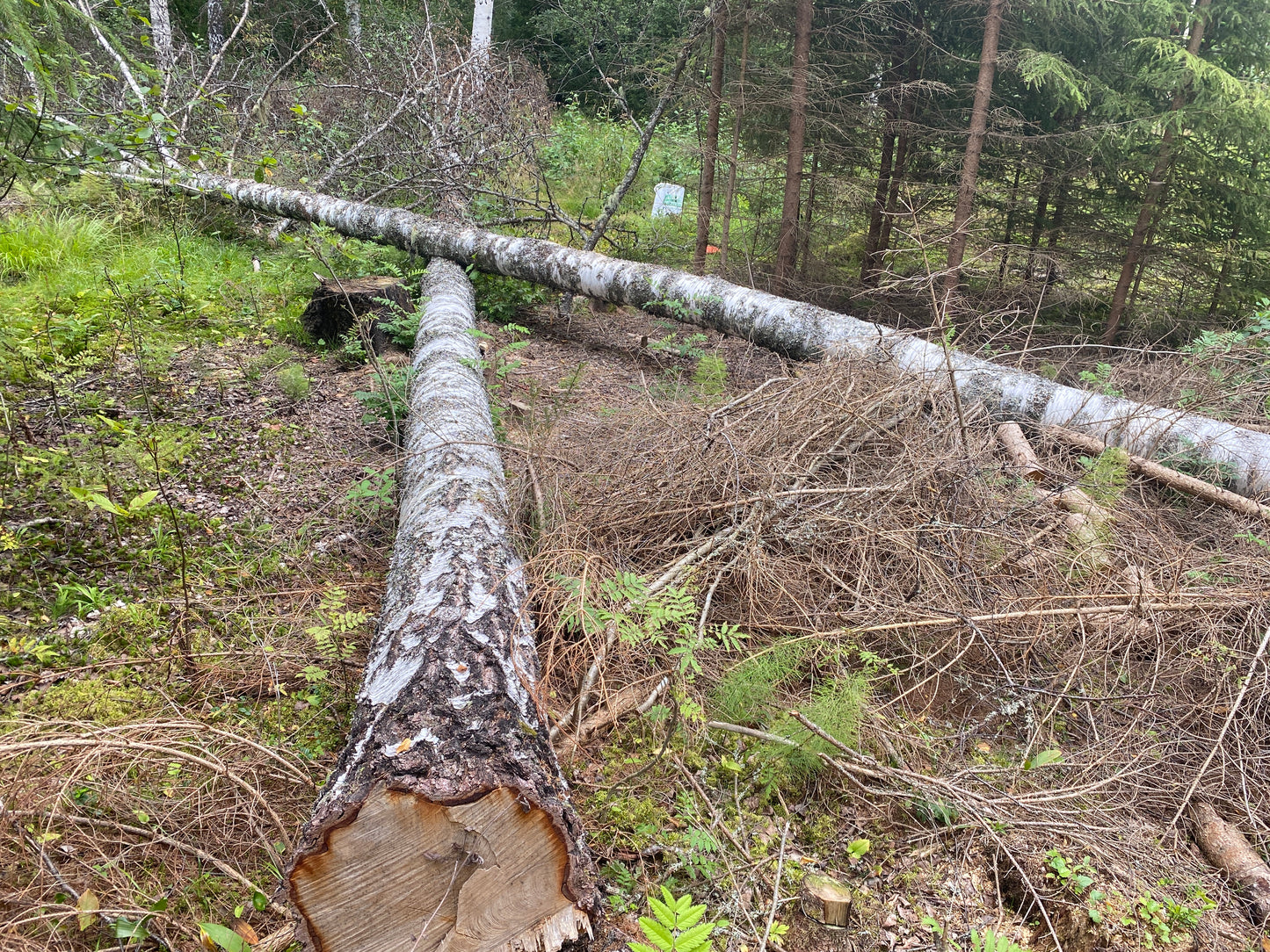 Snickerivirke björk 54*190 mm 180 cm